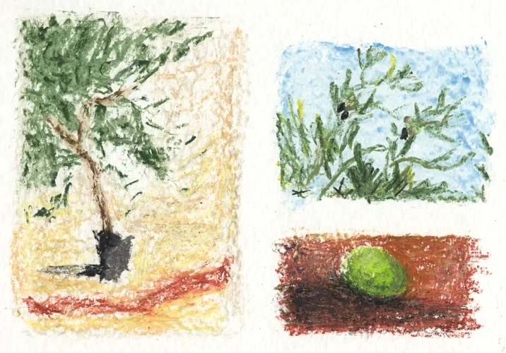 untitled (olive studies)